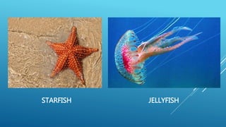 STARFISH JELLYFISH
 