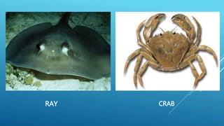RAY CRAB
 