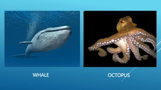 WHALE OCTOPUS
 