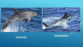 DOLPHIN
SWORDFISH
 