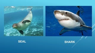 SEAL SHARK
 