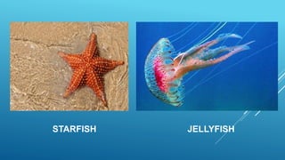 STARFISH JELLYFISH
 