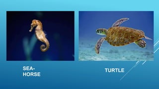 SEA-
HORSE
TURTLE
 