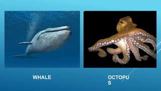 WHALE OCTOPU
S
 