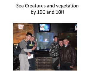 Sea Creatures and vegetation
      by 10C and 10H
 