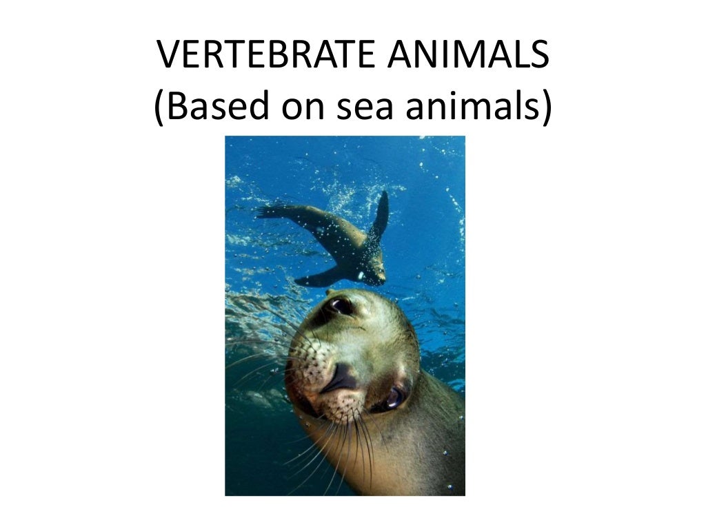 Sea animals classification