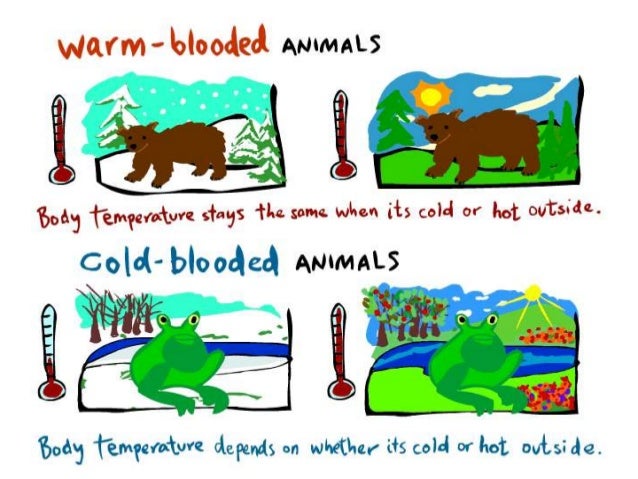 What percentage of animals live in the ocean? picture