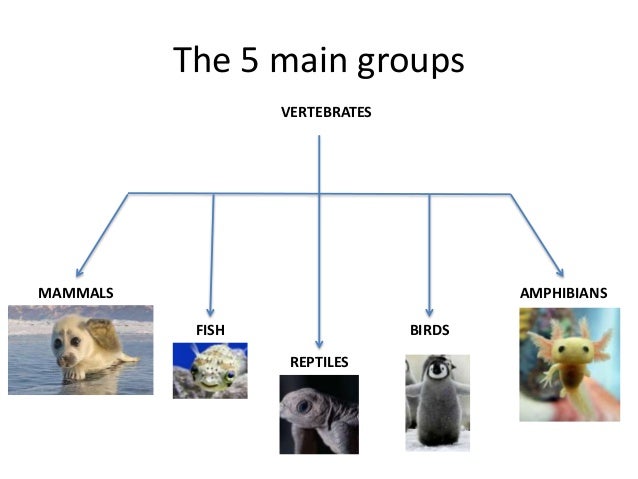 Marine animals list with pictures picture