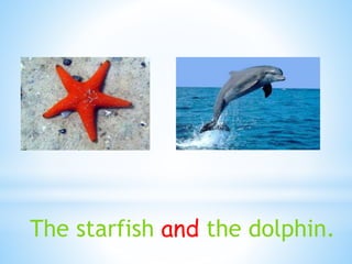 The starfish and the dolphin.
 