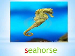 seahorse
 
