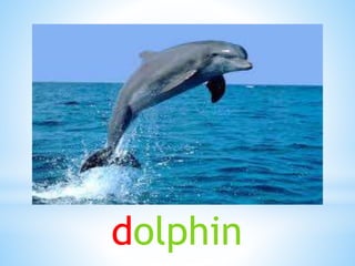 dolphin
 