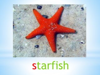 starfish
 