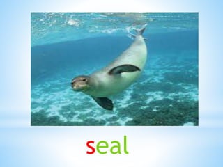 seal
 