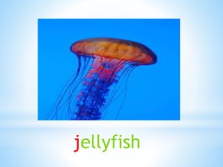 jellyfish
 