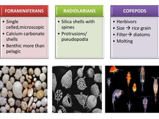 FORAMINIFERANS
• Single
celled,microscopic
• Calcium carbonate
shells
• Benthic more than
pelagic
RADIOLARIANS
• Silica shells with
spines
• Protrusions/
pseudopodia
COPEPODS
• Herbivors
• Size  rice grain
• Filter diatoms
• Molting
 
