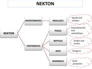 NEKTON
INVERTEBRATES MOLLUSCS
VERTEBRATES
PISCES
REPTILES
AVES
MAMMALS
Squids and
octopus
Elasmobranchii
and
osteichthyes
Snakes and
turtles
Penguins
Seals
,porpoises
NEKTON
 