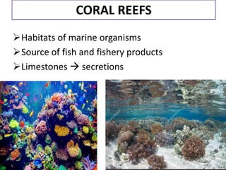 CORAL REEFS
Habitats of marine organisms
Source of fish and fishery products
Limestones  secretions
 