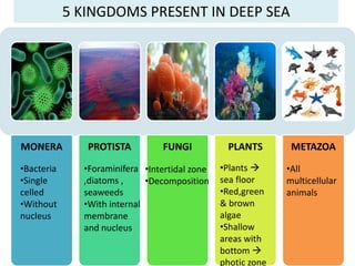 MONERA PROTISTA FUNGI PLANTS METAZOA
•Bacteria
•Single
celled
•Without
nucleus
•Foraminifera
,diatoms ,
seaweeds
•With internal
membrane
and nucleus
•Intertidal zone
•Decomposition
•Plants 
sea floor
•Red,green
& brown
algae
•Shallow
areas with
bottom 
photic zone
•All
multicellular
animals
5 KINGDOMS PRESENT IN DEEP SEA
 