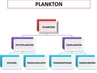 PLANKTON
PHYTOPLANKTON
DIATOMS DINOFLAGELLATES
ZOOPLANKTON
FORAMINIFERANS RADIOLARIANS
PLANKTON
 