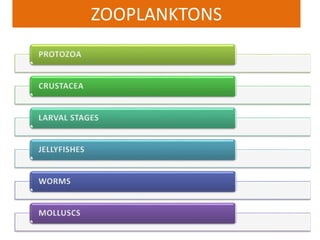 ZOOPLANKTONS
 
