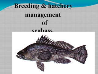 Breeding & hatchery
management
of
seabass
 