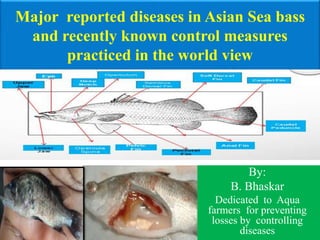 Major reported diseases in Asian Sea bass
and recently known control measures
practiced in the world view
By:
B. Bhaskar
Dedicated to Aqua
farmers for preventing
losses by controlling
diseases
 