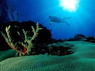 Seabed shoals