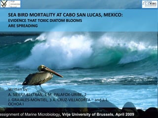 SEA BIRD MORTALITY AT CABO SAN LUCAS, MEXICO:
EVIDENCE THAT TOXIC DIATOM BLOOMS
ARE SPREADING
assignment of Marine Microbiology, Vrije University of Brussels, April 2009
Written by:
A. SIERRA BELTRAN, 1 M. PALAFOX-URIBE, 2
J. GRAJALES-MONTIEL, 3 A. CRUZ-VILLACORTA ~ and J. L.
OCHOA I
 