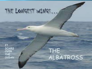 IT
SOARS
OVER
THE
        THE
OCEAN   ALBATROSS
 