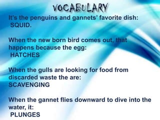 It’s the penguins and gannets’ favorite dish:
 SQUID.

When the new born bird comes out, that
happens because the egg:
HATCHES

When the gulls are looking for food from
discarded waste the are:
SCAVENGING

When the gannet flies downward to dive into the
water, it:
PLUNGES
 