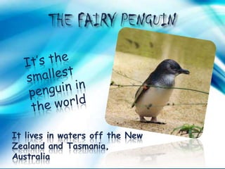 It lives in waters off the New
Zealand and Tasmania,
Australia
 