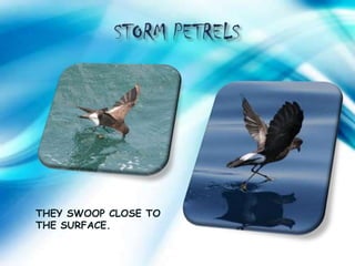 THEY SWOOP CLOSE TO
THE SURFACE.
 