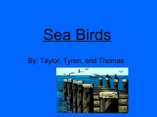 Sea Birds   By: Taylor, Tyren, and Thomas 