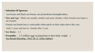 • Selection Of Spawner
◦ sea bream and black sea bream, are protandrous hermaphrodites,
• Size and Age: Males are usually smaller and more slender, while females are larger a
nd rounder.
Female sea bream have a noticeable white patch on their sides above the vent.
male 2 years and turn to female after 2 year
• Sex Ratio – 1:1
• Fecundity : 2-3 million eggs in proportion to their body weight. (
Sea Bream Breeding - Prof. Dr. G. Atilla Alpbaz)
 