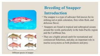 Introduction
◦ The snapper is a type of saltwater fish known for its
striking red or pink coloration, firm white flesh, and
delicious flavor.
◦ Snappers are found in tropical and subtropical oceans
around the world, particularly in the Indo-Pacific region
and the Caribbean Sea.
◦ They are a highly prized catch for recreational and
commercial fishermen, and play an important role in
marine ecosystems as both predators and prey.
Different species of snapper
Breeding of Snapper
 