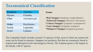 Taxonomical Classification
Kingdom: Animalia
Phylum Chordata
Class Actinopterygii
Order Perciformes
Family Lutjanidae
Genus Lutjanus
The Lutjanidae family includes around 113 species of fish, most of which are marine but
some can be found in estuaries. Snappers are predatory fish that are commonly found in
tropical and subtropical reefs and mangrove forests. The Lutjanus genus is the largest in
the family, with 67 species.
Genus
•Red Snapper (Lutjanus campechanus)
•Yellowtail Snapper (Ocyurus chrysurus)
•Cubera Snapper (Lutjanus cyanopterus)
•Lane Snapper (Lutjanus synagris)
•Mangrove Snapper (Lutjanus griseus)
 