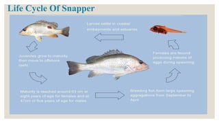 Life Cycle Of Snapper
 