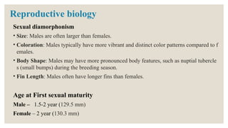 Reproductive biology
Sexual diamorphonism
• Size: Males are often larger than females.
• Coloration: Males typically have more vibrant and distinct color patterns compared to f
emales.
• Body Shape: Males may have more pronounced body features, such as nuptial tubercle
s (small bumps) during the breeding season.
• Fin Length: Males often have longer fins than females.
Age at First sexual maturity
Male – 1.5-2 year (129.5 mm)
Female – 2 year (130.3 mm)
 