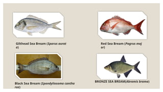 Gilthead Sea Bream (Sparus aurat
a)
Red Sea Bream (Pagrus maj
or)
Black Sea Bream (Spondyliosoma cantha
rus)
BRONZE SEA BREAM(Abramis brama)
 