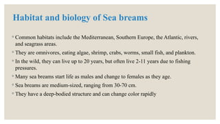 Habitat and biology of Sea breams
◦ Common habitats include the Mediterranean, Southern Europe, the Atlantic, rivers,
and seagrass areas.
◦ They are omnivores, eating algae, shrimp, crabs, worms, small fish, and plankton.
◦ In the wild, they can live up to 20 years, but often live 2-11 years due to fishing
pressures.
◦ Many sea breams start life as males and change to females as they age.
◦ Sea breams are medium-sized, ranging from 30-70 cm.
◦ They have a deep-bodied structure and can change color rapidly
 