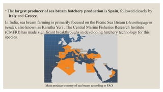 ◦ The largest producer of sea bream hatchery production is Spain, followed closely by
Italy and Greece.
In India, sea bream farming is primarily focused on the Picnic Sea Bream (Acanthopagrus
berda), also known as Karutha Yeri . The Central Marine Fisheries Research Institute
(CMFRI) has made significant breakthroughs in developing hatchery technology for this
species.
Main producer country of sea bream according to FAO
 