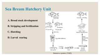 Sea Bream Hatchery Unit
A. Brood stock development
B. Stripping and fertilization
C. Hatching
D. Larval rearing
Intensive system ( FAO)
 