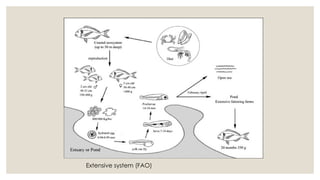 Extensive system (FAO)
 