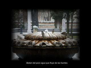 Beben del poco agua que fluye de las fuentes.

 