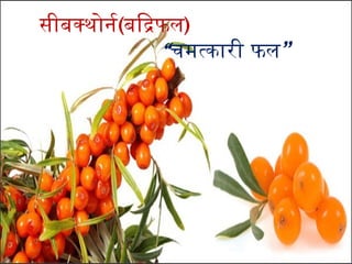 seabuckthorn benefits with clinical indications hindi.pptx