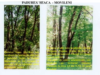 PADUREA SEACA - MOVILENI
Pădurea se află între localităţile Mireni,
Cârjoani, Pogana, situate în Nord şi
Movileni, la sud-vest, Ciocani şi Crângu
Nou, la sud-est.
Din punct de vedere administrativ, este
localizată pe teritoriul comunei
Coroieşti, la circa 2,5 km N-NE de satul
Movileni
Pădurea Seaca Movileni este
localizată în partea de sud-vest
a judeţului Vaslui, în Podişul
Bârladului, pe doi versanţi ai
aceleiaşi văi cu orientare estică
şi respectiv vestică.
 