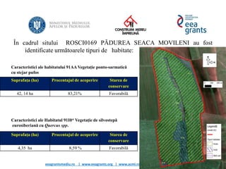 eeagrantsmediu.ro | www.eeagrants.org | www.acmi.ro
În cadrul sitului ROSCI0169 PĂDUREA SEACA MOVILENI au fost
identificate următoarele tipuri de habitate:
Suprafața (ha) Procentajul de acoperire Starea de
conservare
42, 14 ha 83,21% Favorabilă
Caracteristici ale habitatului 91AA Vegetaţie ponto-sarmatică
cu stejar pufos
Suprafața (ha) Procentajul de acoperire Starea de
conservare
4,35 ha 8,59 % Favorabilă
Caracteristici ale Habitatul 91I0* Vegetaţie de silvostepă
eurosiberiană cu Quercus spp.
 