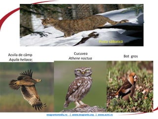 eeagrantsmediu.ro | www.eeagrants.org | www.acmi.ro
Acvila de câmp
Aquila heliaca;
Cucuvea
Athene noctua
Bot gros
Pisica sălbatică
 