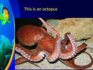 This is an octopus

 