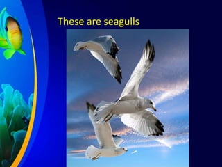 These are seagulls

 